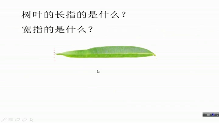 苏教版数学六上《●树叶中的比》江苏陈老师-市一等奖