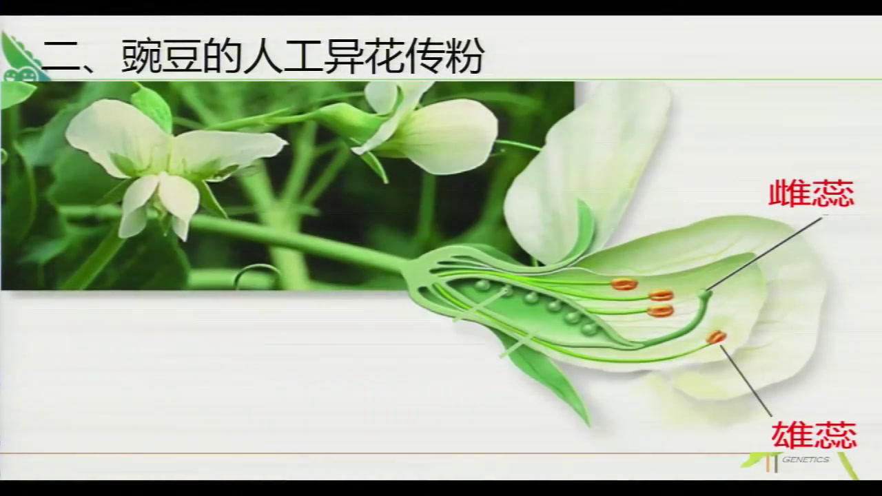 苏教版生物必修2《基因的分离定律》河南王老师-全国一等奖