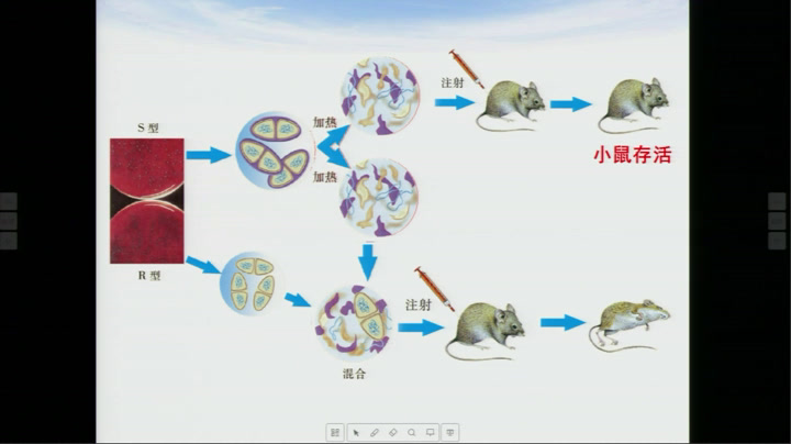 苏教版生物必修2《DNA是主要的遗传物质》江苏陈老师-市一等奖
