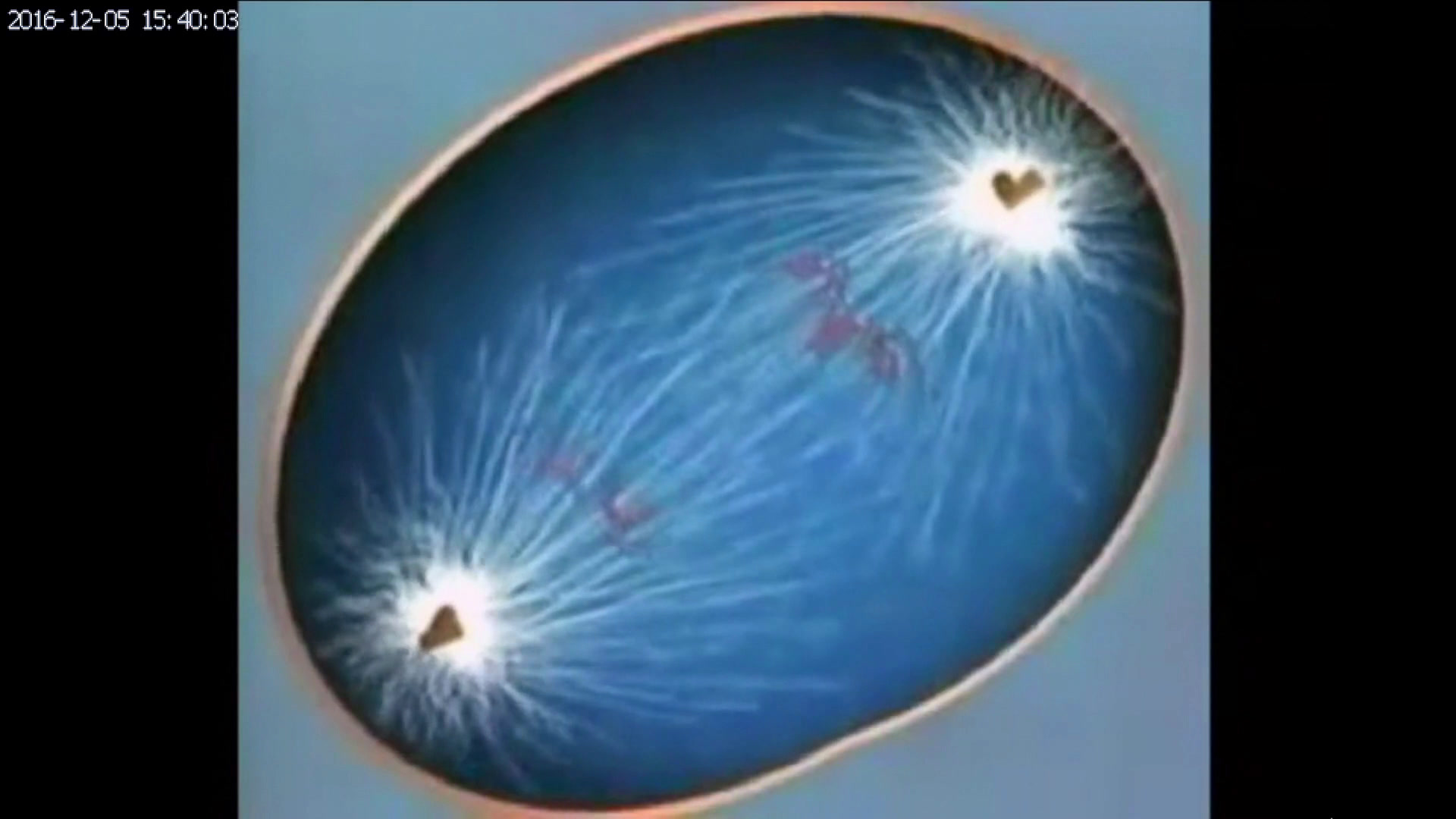 苏教版生物必修1《第一节细胞增殖》江苏曾老师-全国一等奖