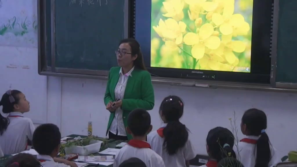 教科版科学四下《油菜花开了》甘肃赵老师-省一等奖