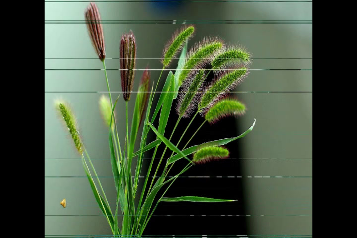 1.人美2011版美术一下《4.我们身边的线条》内蒙古省一等奖