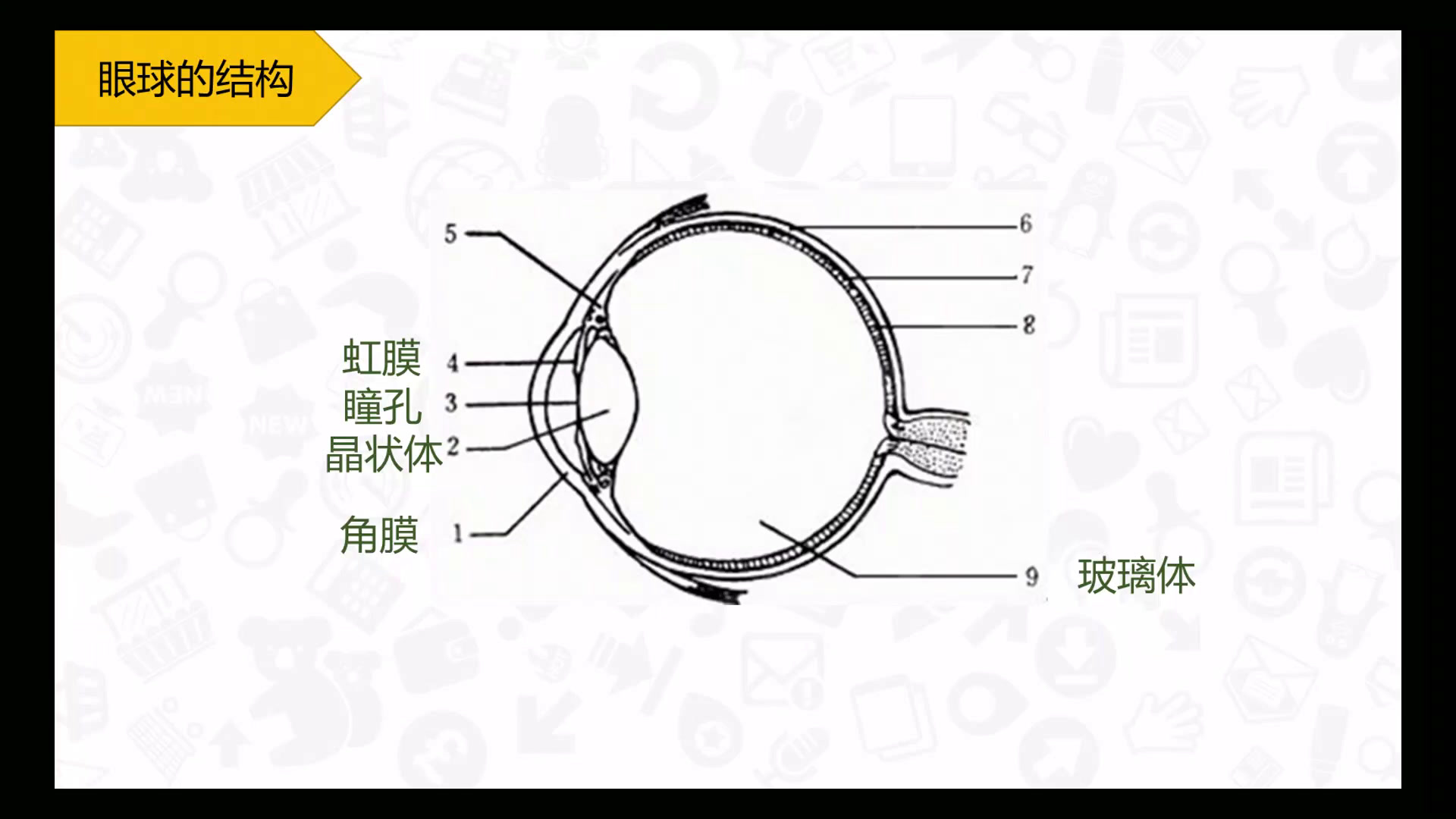 1.初中生物人教2011版七下《第一节　人体对外…》湖北省省一等奖