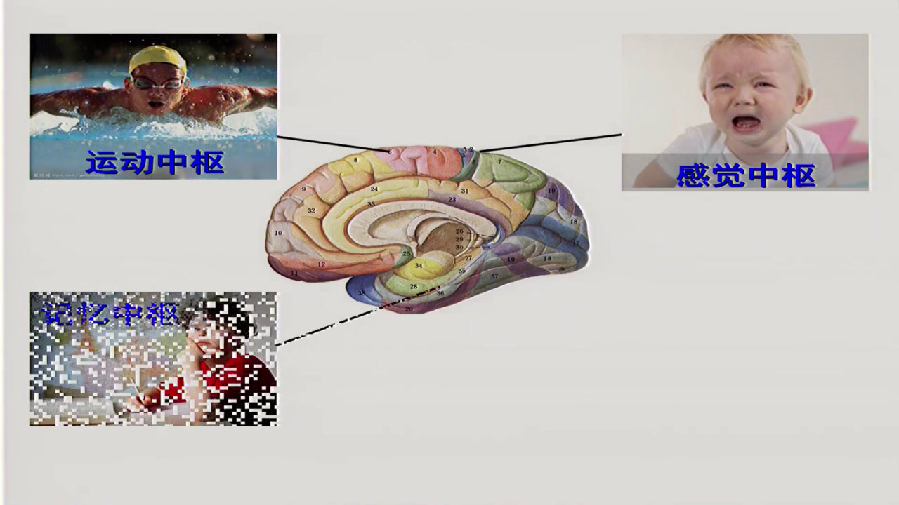 1.初中生物人教2011版七下《第二节　神经系统的组成》广东省省一等奖