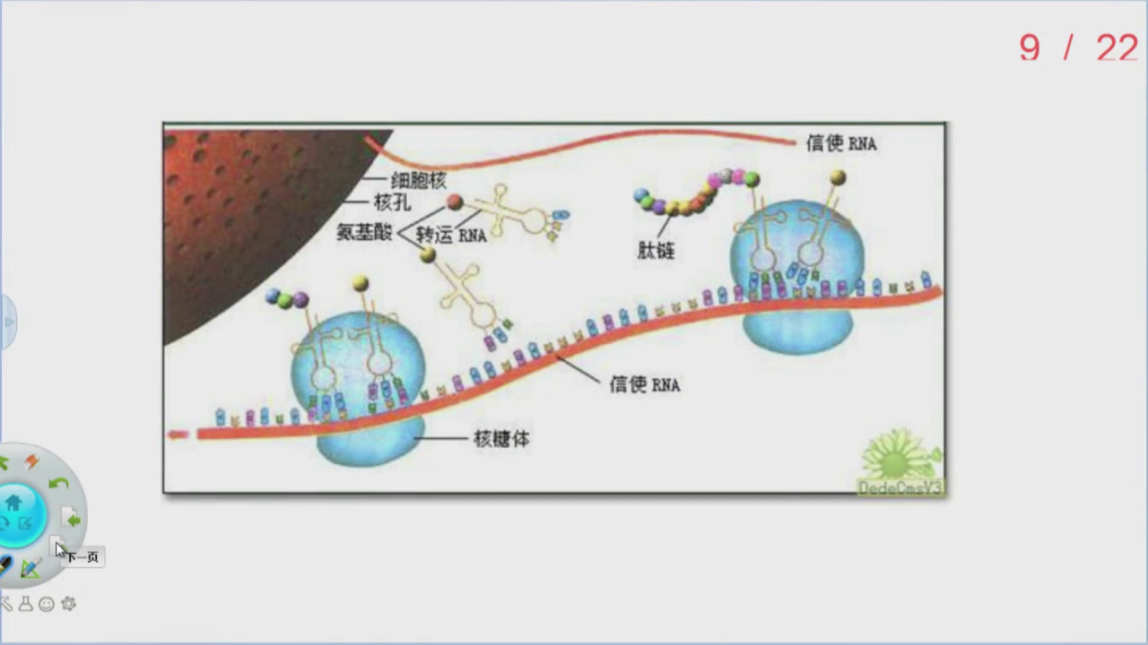 3.初中生物人教2011版八下《第二节生物进化的历程》全国一等奖
