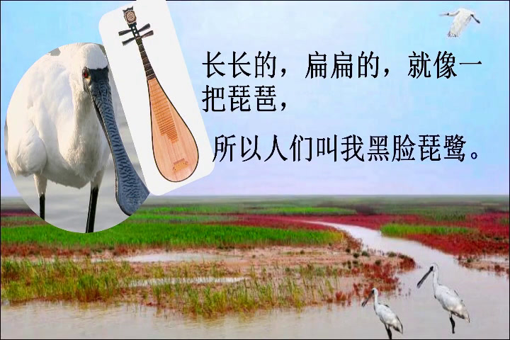 苏教版语文二上《21我叫黑脸琵鹭》江苏熊老师-市一等奖