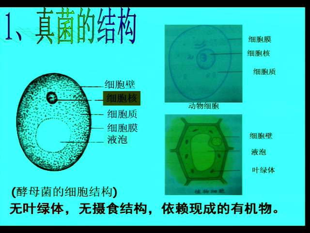 浙教版科学七下《第６节细菌和真菌的繁殖》浙江杜老师-县级优课