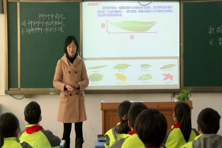 苏教版数学六上《●树叶中的比》安徽黄老师-省一等奖