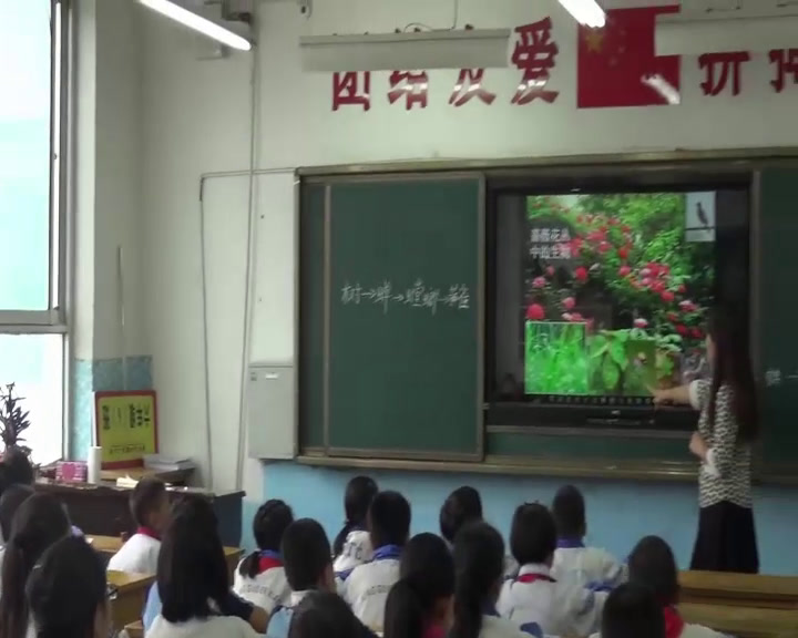 教科版科学五上《食物链和食物网》甘肃段老师-市一等奖