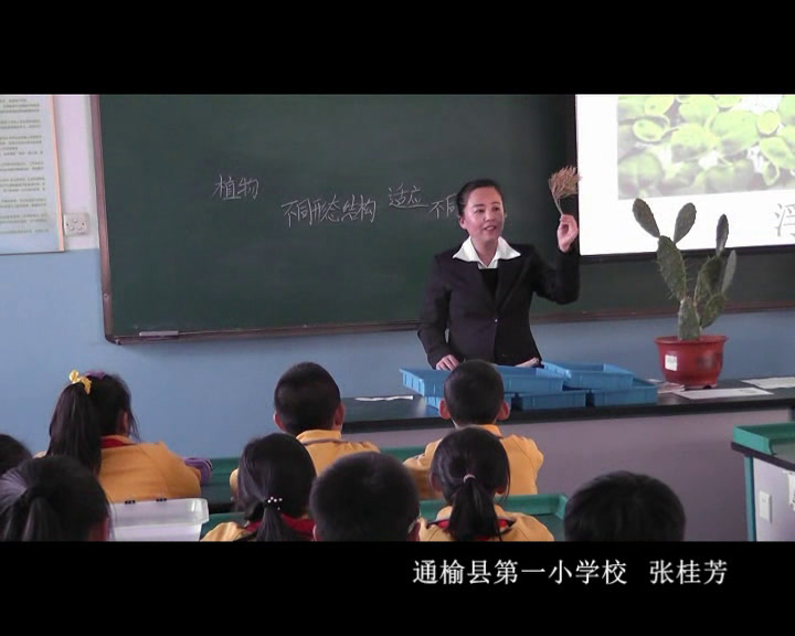 教科版科学六上《6.原来是相互关联的》吉林张老师-全国一等奖