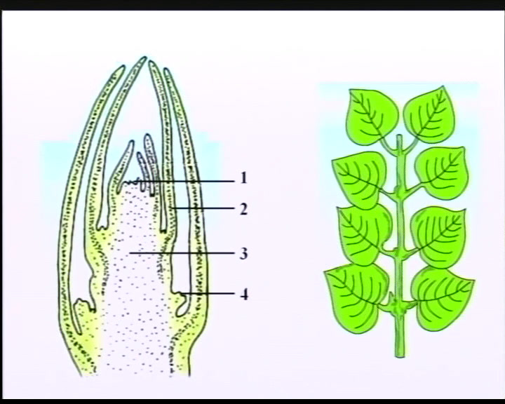 苏教版生物七上《第四节植物茎的输导功能》甘肃葛老师-市一等奖