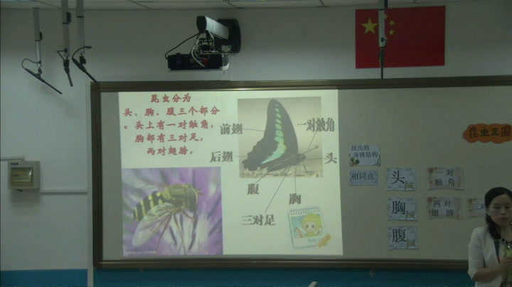 冀美版美术二上《11.昆虫王国》河北高老师-县级优课