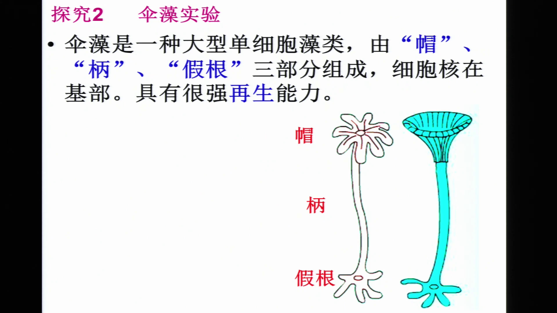 人教版生物必修1《第3节　细胞核——系统的控制中心》湖北谢老师-全国一等奖
