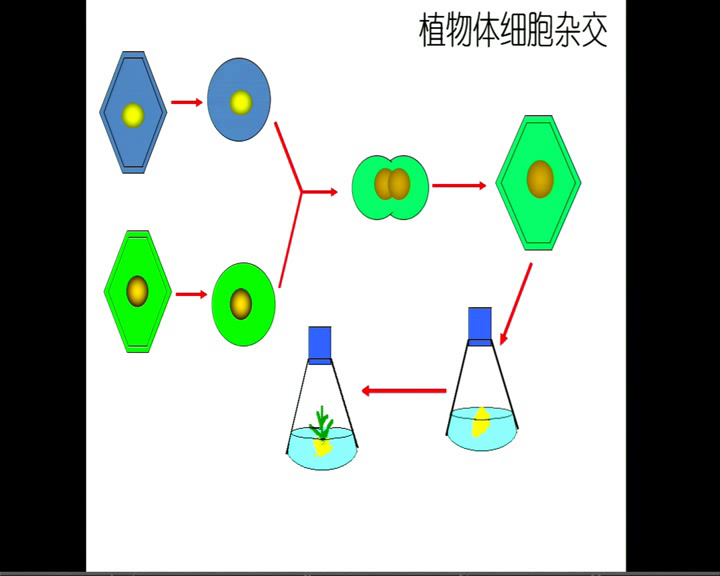 人教版生物选修3《科技探索之路　细胞工程的发展历程》辽宁张老师-市一等奖