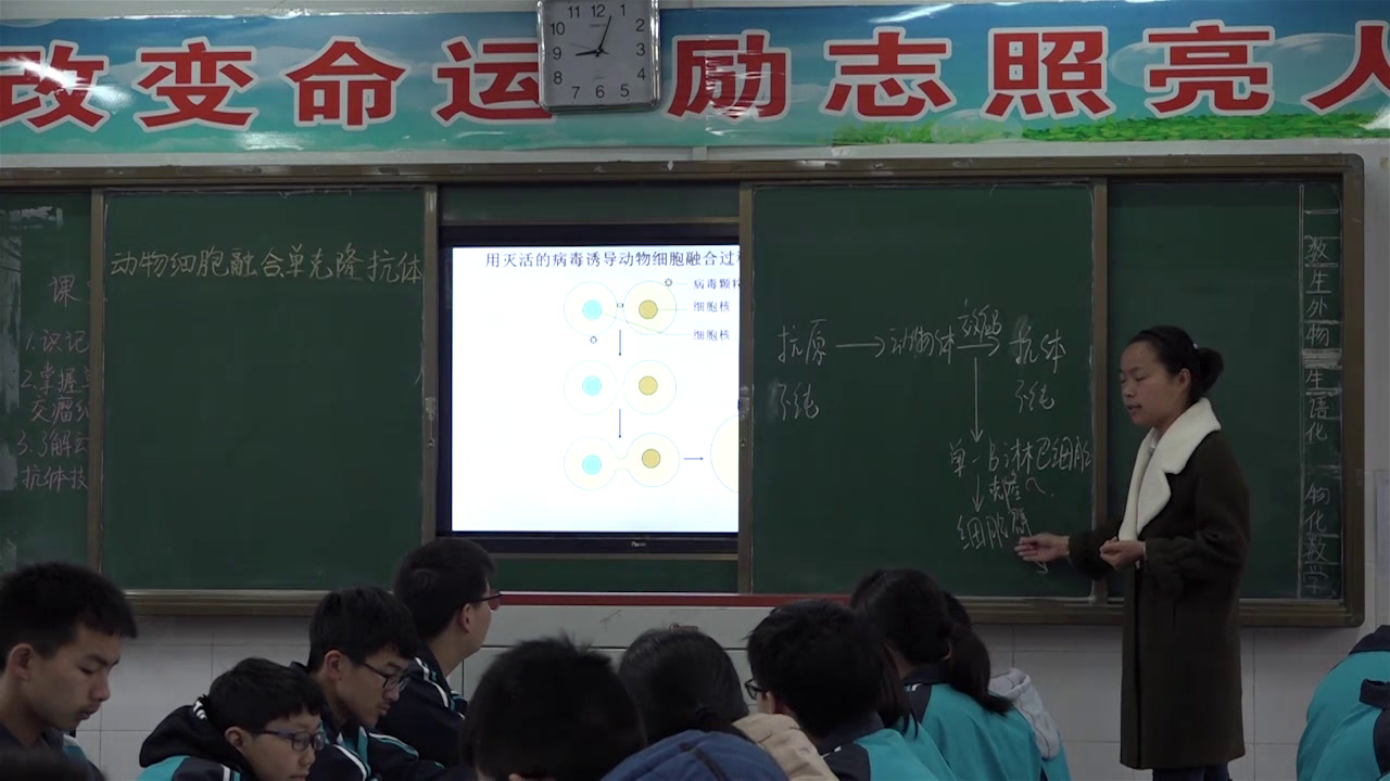 人教版生物选修3《2.2.2　动物细胞融合与单体克隆抗体》湖北刘老师-全国一等奖