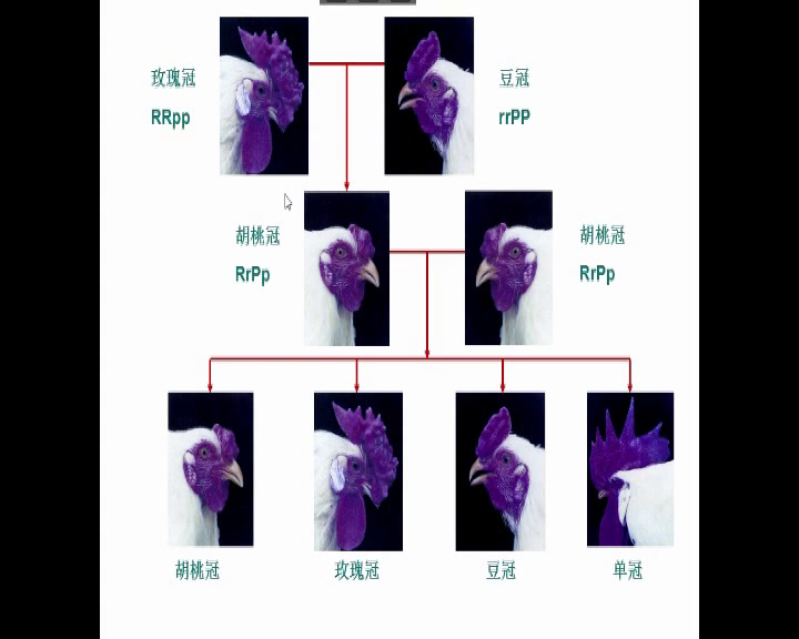 苏教版生物必修2《基因重组》江苏门老师-市一等奖