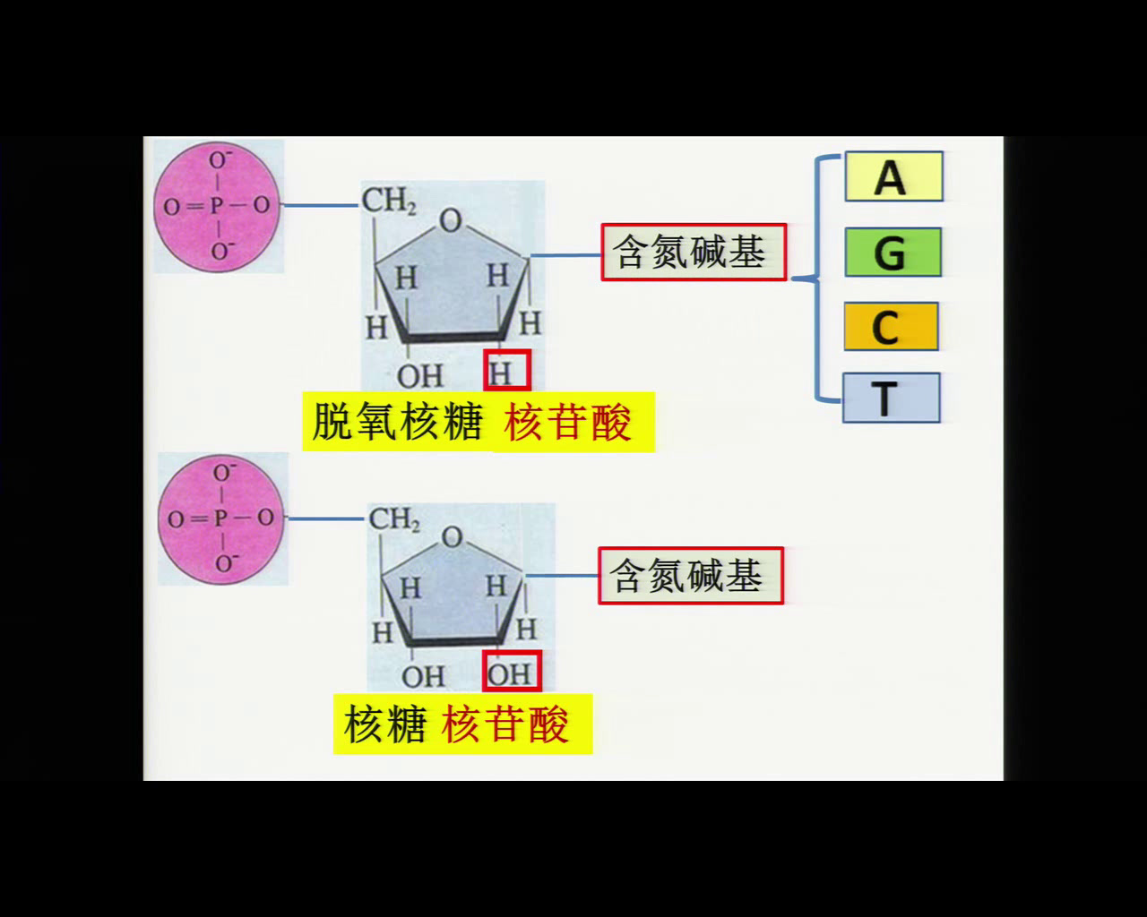 苏教版生物必修1《核酸的结构和功能》新疆王老师-全国一等奖