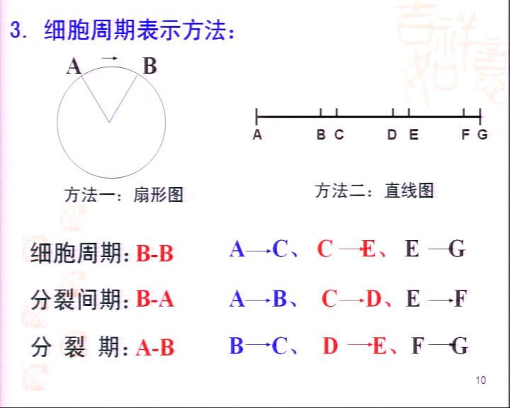 苏教版生物必修1《细胞周期与有丝分裂》江苏徐老师-市一等奖