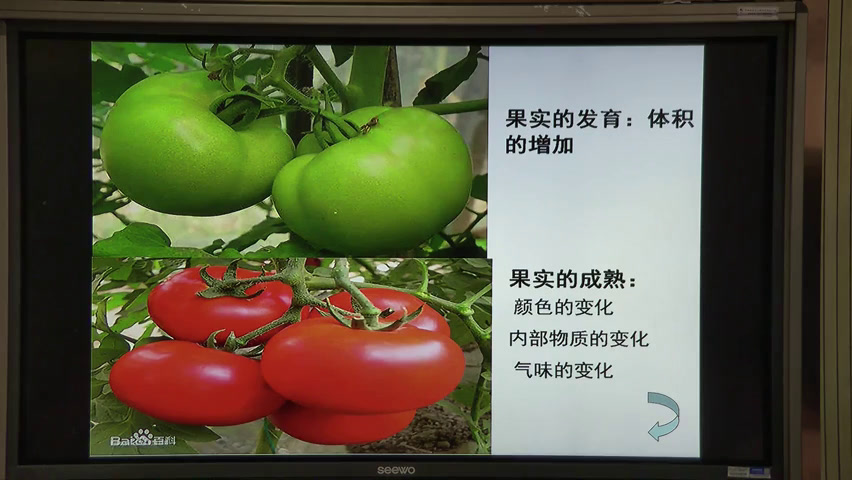 苏教版生物必修3《其他植物激素及其功能》内蒙苏老师-县级优课