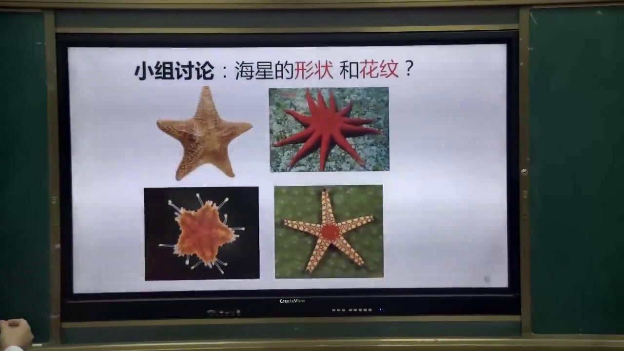 岭南版美术一下《9.海螺和海星》广东费老师-市一等奖
