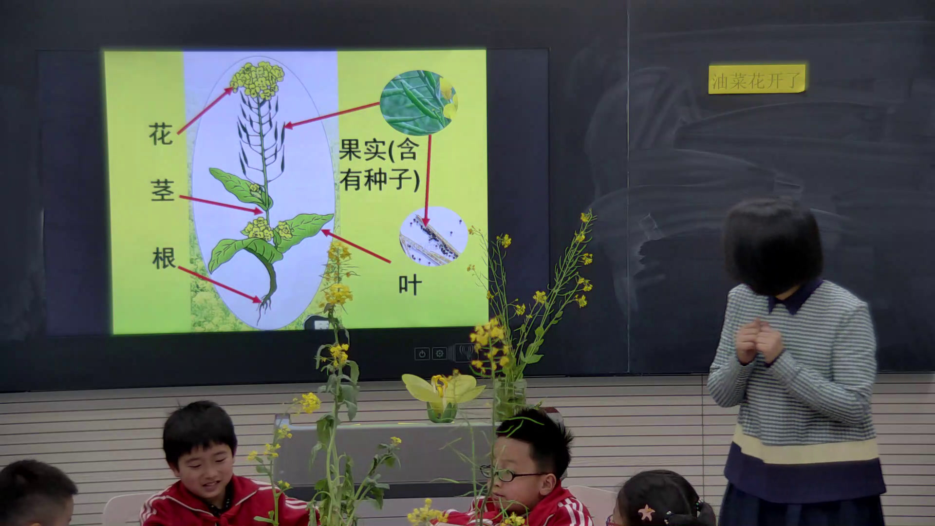 教科版科学四下《油菜花开了》湖北老师-市一等奖