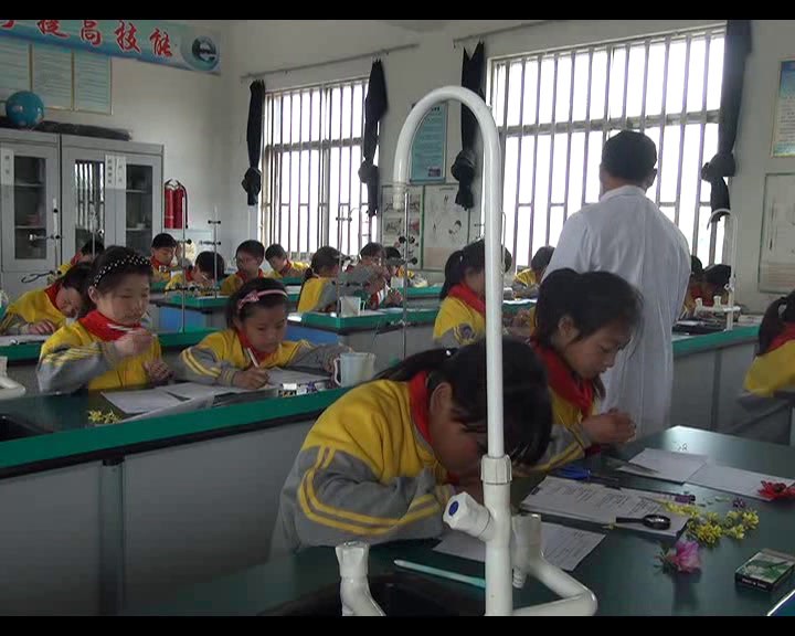 教科版科学四下《各种各样的花》安徽王老师-市一等奖