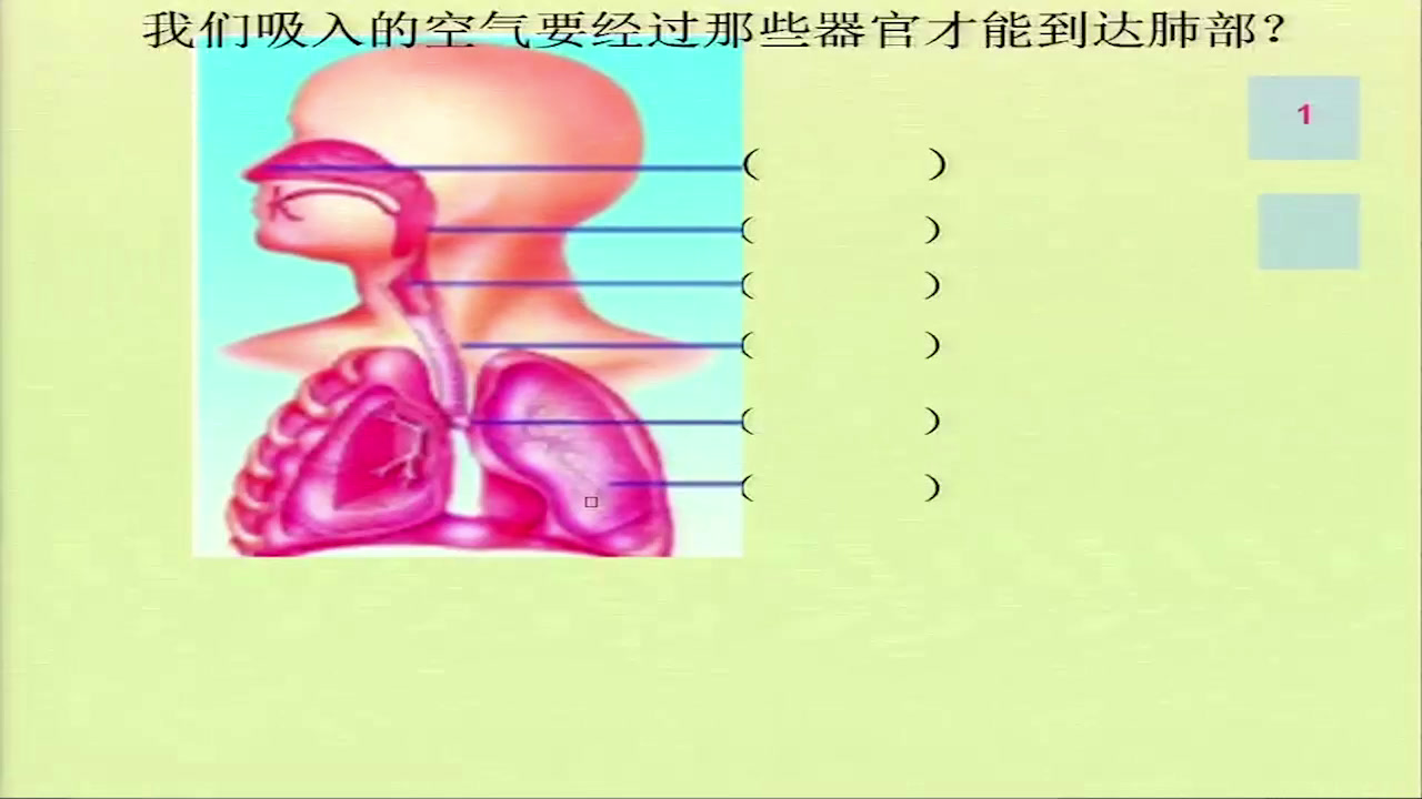 冀人2001版科学六下《6呼吸与交换》河北王老师-市一等奖