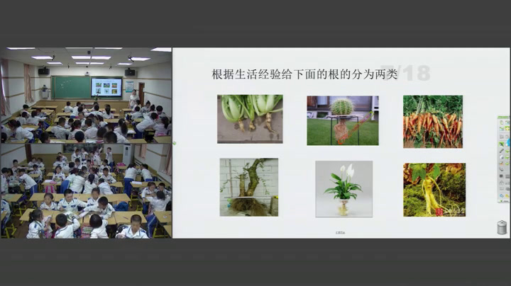 苏教2001版科学三下《2根和茎》辽宁邱老师-市一等奖