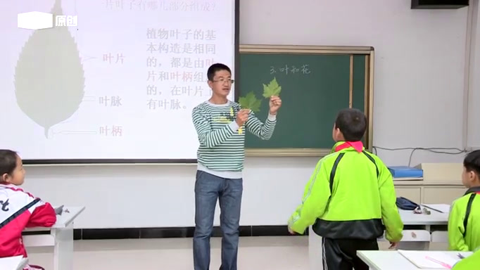 苏教2001版科学三下《3叶和花》辽宁马老师-市一等奖