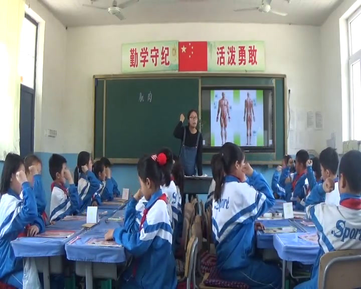 苏教2001版科学四下《3肌肉》辽宁李老师-市一等奖