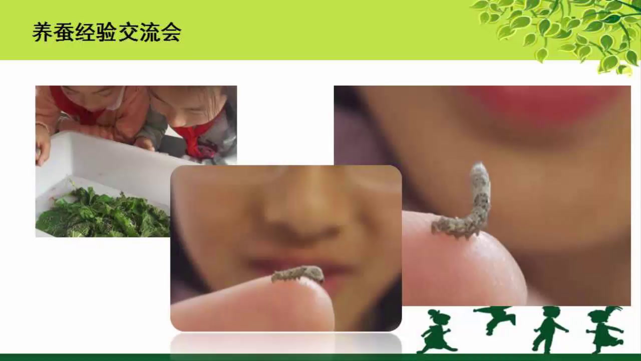 苏教2001版科学四下《4养蚕经验交流会》江苏马老师-全国一等奖