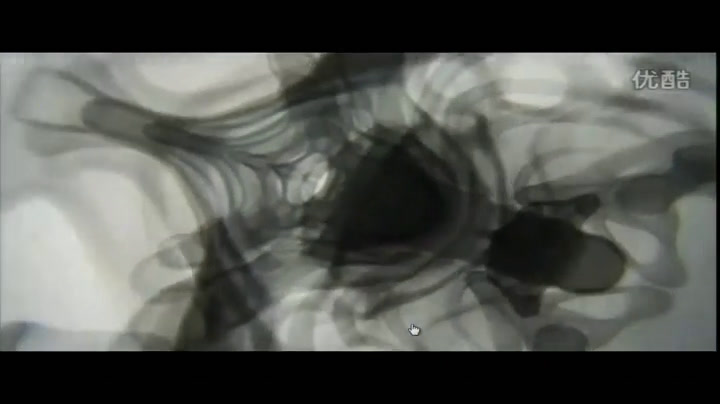 苏教2001版科学四下《1骨骼》辽宁李老师-全国一等奖