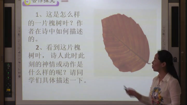 语文2011课标版八上《一片槐树叶》云南邹老师-市一等奖